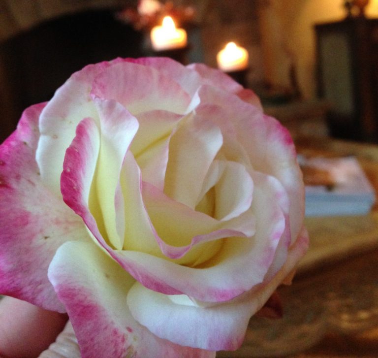 Let’s Chat Gardening Love & Roses