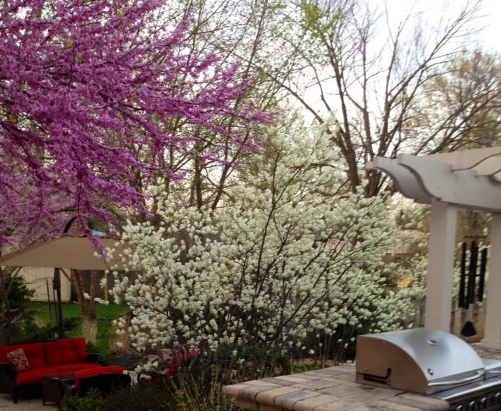 Order of Spring Blooms